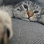 Grizzly participe au concours pour gagner de l'argent avec cette photo : cat, paw, close_up, texture, relaxed, sleepy, feline, indoor, soft_focus, fabric, whiskers, blur, cozy, resting, cute, animal, pet, domestic_cat, grey, striped