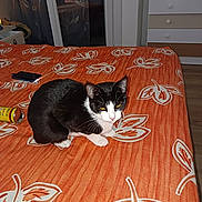 Chipie participe au concours pour gagner de l'argent avec cette photo : animal, bed, black_and_white_cat, can, cat, cozy, curtains, domestic, door, dresser, floor, furniture, home, indoor, leaf_pattern, orange_bedspread, pet, phone, resting, window