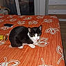 animal, bed, black_and_white_cat, can, cat, cozy, curtains, domestic, door, dresser, floor, furniture, home, indoor, leaf_pattern, orange_bedspread, pet, phone, resting, window