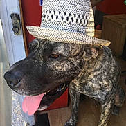 Baloo a rejoint le concours — aidez-le/la à gagner de superbes lots ! dog, brindle, hat, tongue_out, pet, canine, indoor, doorway, red_wall, wooden_floor, happy, portrait, animal, close_up, domestic_animal, cute, friendly, brown, black, ears