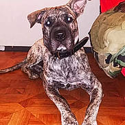 Baloo participe au concours pour gagner de l'argent avec cette photo : animal, blanket, brindle_coat, canine, close_up, collar, curious, dog, domestic_animal, ears_up, flooring, furniture, household, indoor, looking_at_camera, lying_down, pet, red_fabric, resting, wooden_floor