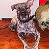 animal, blanket, brindle_coat, canine, close_up, collar, curious, dog, domestic_animal, ears_up, flooring, furniture, household, indoor, looking_at_camera, lying_down, pet, red_fabric, resting, wooden_floor