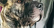 Baloo a rejoint le concours — aidez-le/la à gagner de superbes lots ! dog, brindle, indoor, portrait, pet, canine, muzzle, ears, fur, brown, black, white, eyes, nose, expression, clothing, hanger, wall, poster, background