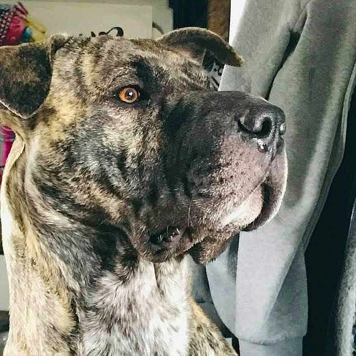 Baloo