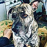 dog, brindle, pet, indoor, close_up, animal, canine, blanket, human_feet, stove, home, floor, furniture, expression, ears, fur, snout, domestic, portrait, relaxed