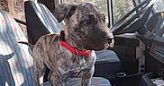 Baloo a rejoint le concours — aidez-le/la à gagner de superbes lots ! alert, brindle, car, collar, curious, dashboard, daylight, dog, domestic_animal, indoor, patterned_seat, pet, puppy, seat, steering_wheel, sunlight, trees, vehicle_interior, window, young_dog