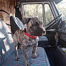 puppy, dog, brindle, collar, vehicle_interior, seat, window, sunlight, trees, curious, alert, young_dog, patterned_seat, dashboard, steering_wheel, car, pet, domestic_animal, indoor, daylight