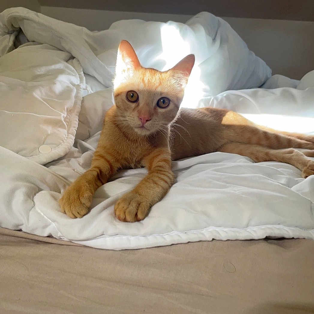 Gaara participe au concours pour gagner de l'argent avec cette photo : abyssinian, animal, bed, bedroom, blanket, cat, cushion, furniture, homedecor, indoors, interiordesign, kitten, linen, manx, person, pet, pillow, quilt, room, sleeping