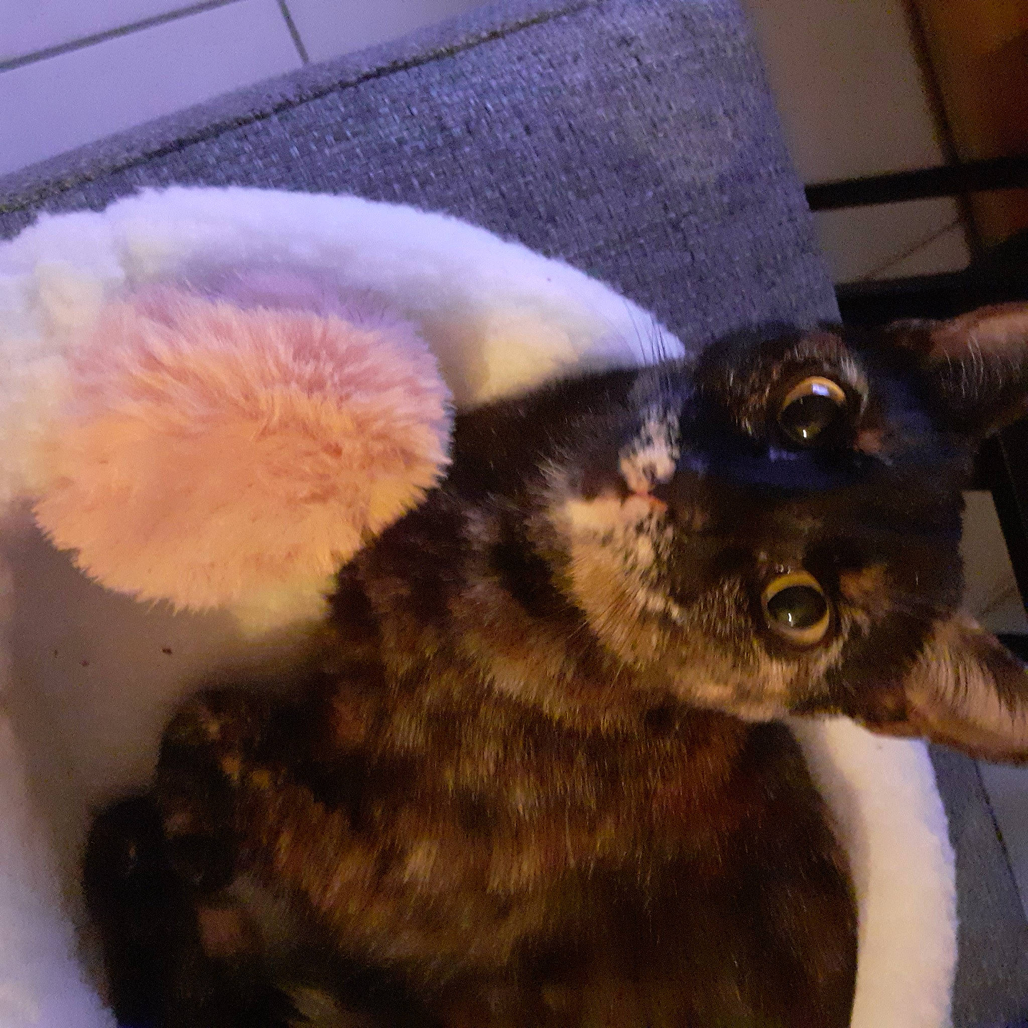 Muffin participe au concours pour gagner de l'argent avec cette photo : canidae, carnivore, claw, companion_dog, dog_breed, domestic_short_haired_cat, ear, fawn, felidae, foot, fur, paw, rabbit, rabbits_and_hares, small_to_medium_sized_cats, snout, tail, terrestrial_animal, toy, whiskers