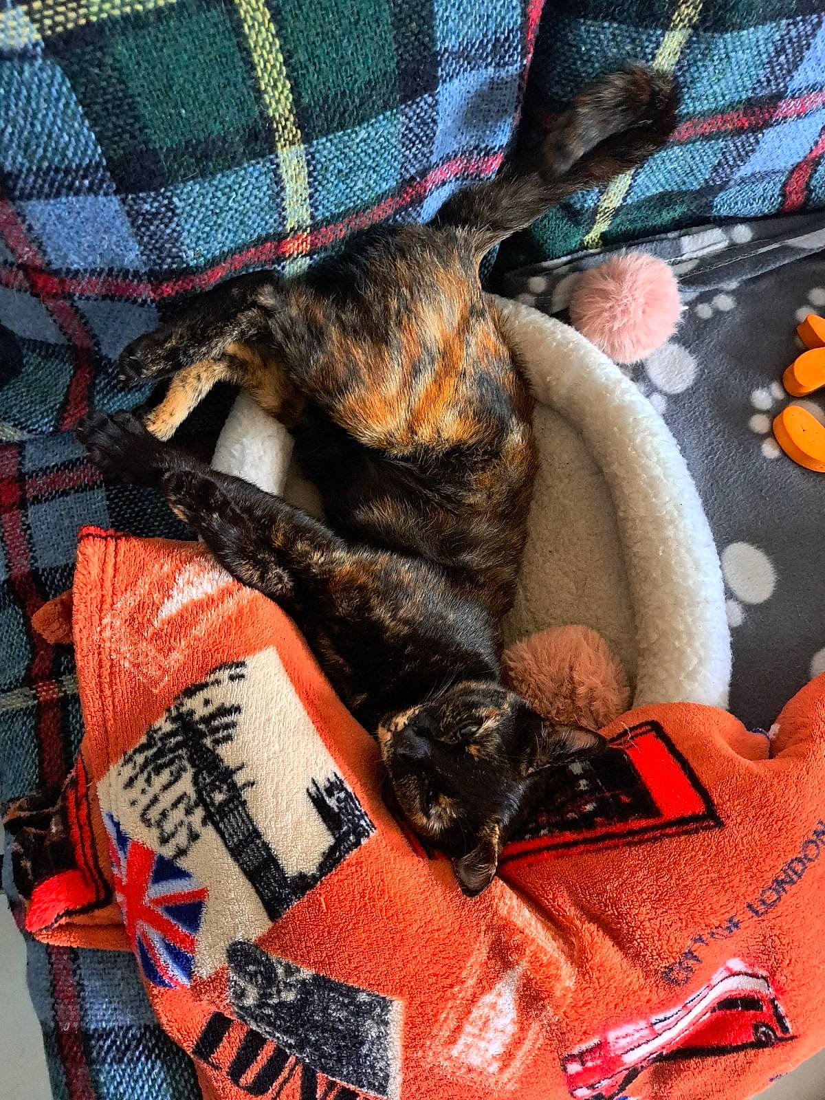 Muffin a rejoint le concours — aidez-le/la à gagner de superbes lots ! bag, brown, carmine, carnivore, cat, claw, comfort, domestic_short_haired_cat, felidae, fur, linens, orange, pattern, plaid, small_to_medium_sized_cats, tail, tartan, textile, whiskers, wool