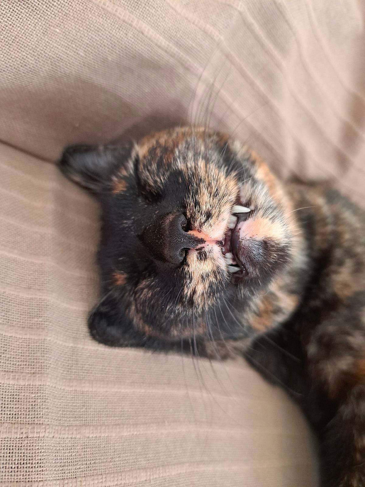 Muffin participe au concours pour gagner de l'argent avec cette photo : carnivore, cat, claw, comfort, domestic_short_haired_cat, felidae, fur, hardwood, paw, small_to_medium_sized_cats, snout, tail, terrestrial_animal, whiskers, wildlife, window, wood