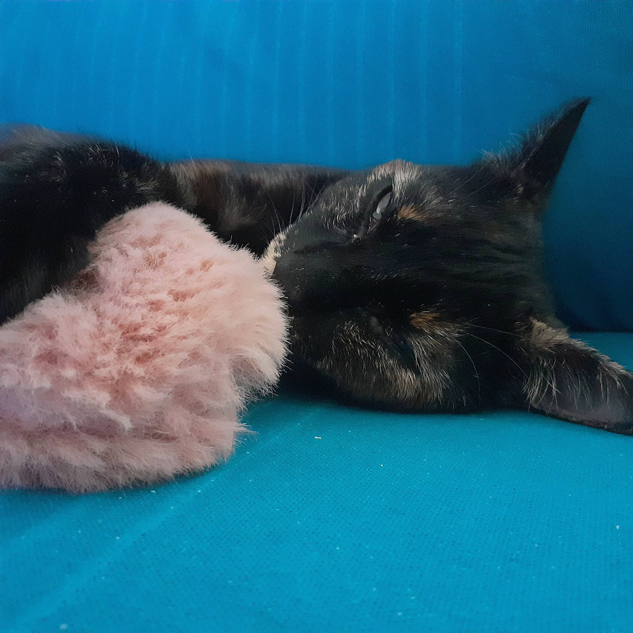 Muffin a rejoint le concours — aidez-le/la à gagner de superbes lots ! bombay, carnivore, cat, cat_bed, cat_supply, claw, comfort, dog_breed, domestic_short_haired_cat, felidae, foot, fur, mammal, nap, paw, small_to_medium_sized_cats, snout, tail, vertebrate, whiskers