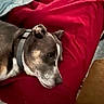 dog, sleeping, resting, blanket, red_blanket, bedroom, indoor, pet, collar, short_hair, brown_and_white, white_markings, muzzle, ears, nose, relaxed, cozy, bed, laundry_basket, portrait