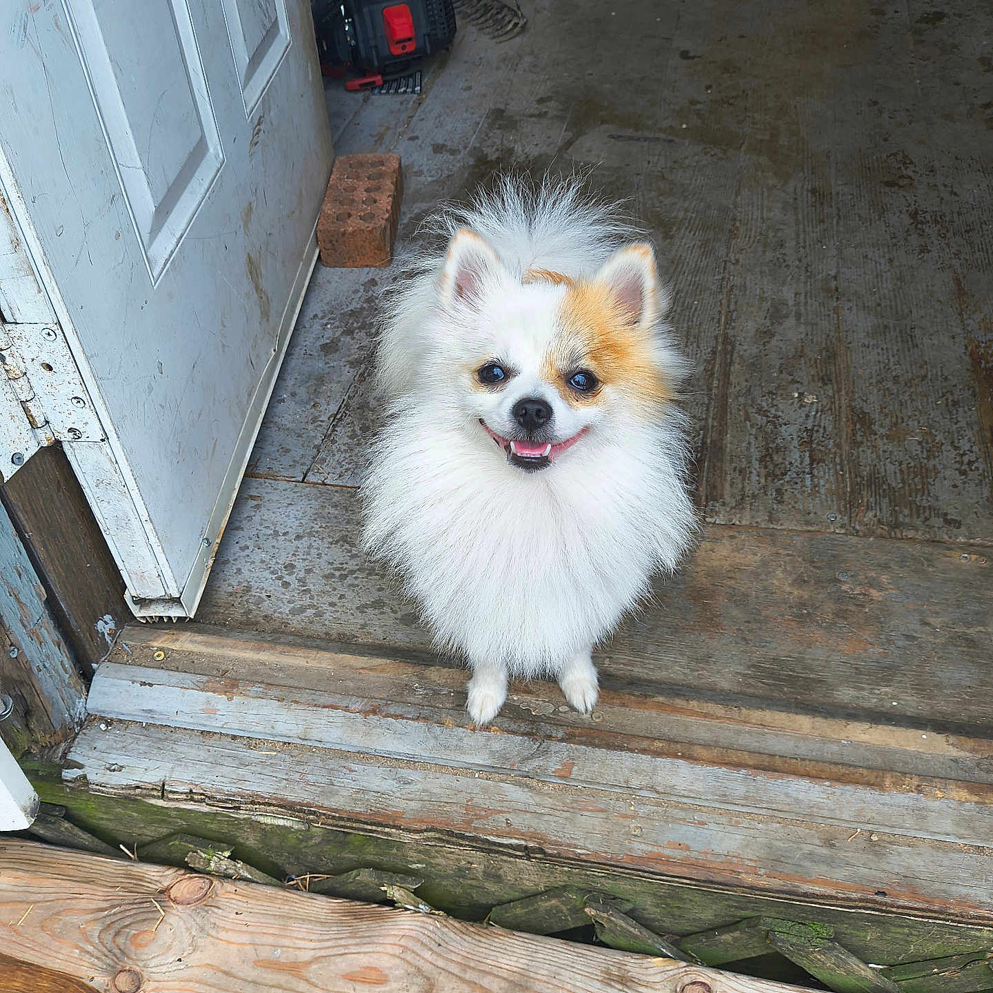 Milo is registered to the contest to win money with this photo: animal, brown, canine, dog, doorway, ears, fluffy, fur, happy, house_entrance, outdoor, pet, pomeranian, rustic, small_dog, smiling, standing, tongue_out, white, wooden_floor