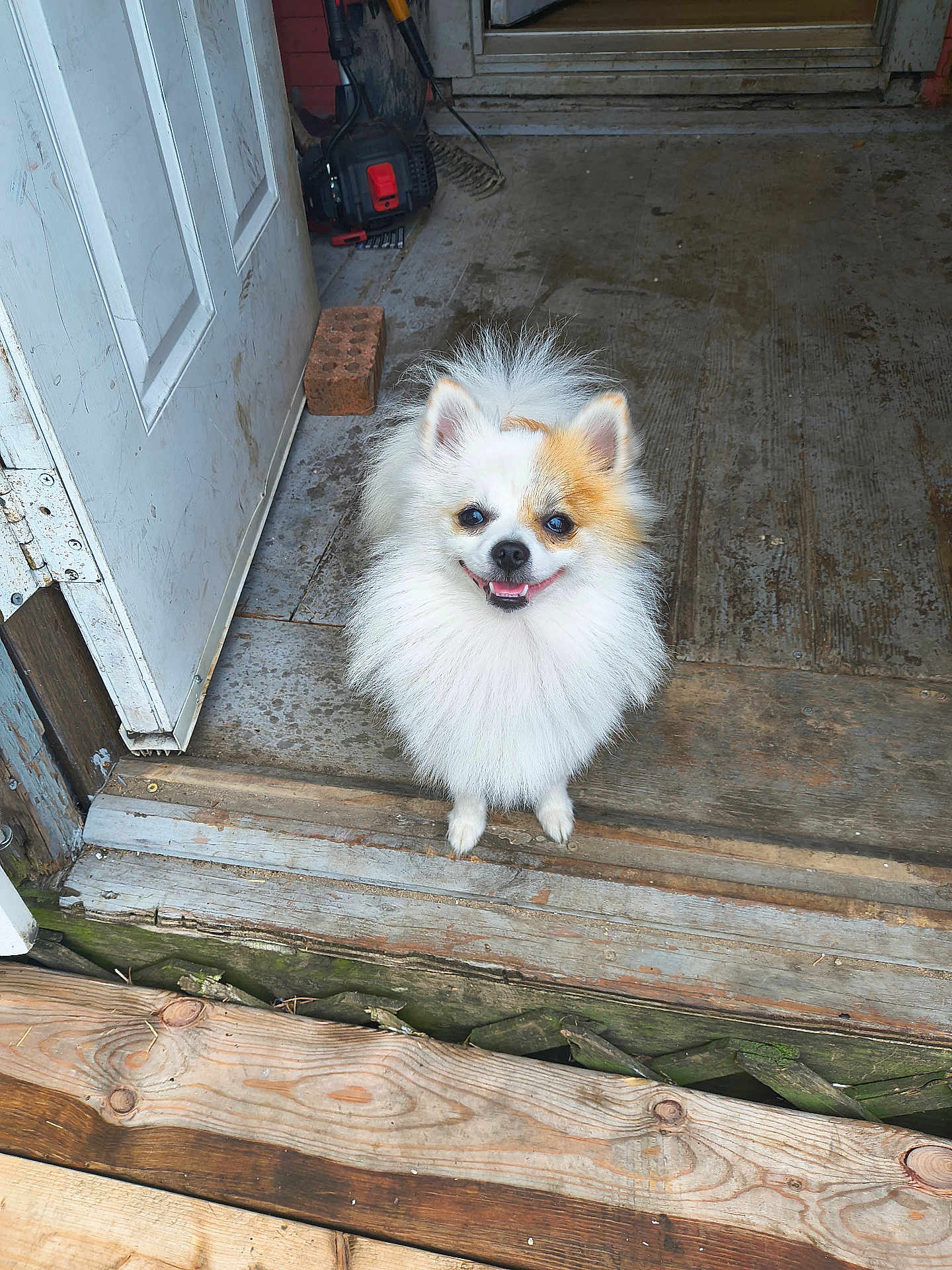 Milo
