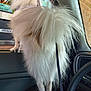 dog, fluffy, white, car, window, leash, pet, animal, fur, interior, door, leg, steering_wheel, closeup, daylight, outdoor, blurred_background, vehicle, seat, paw