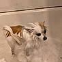 dog, wet, bathtub, bubbles, small_dog, fur, pet, bath, water, indoor, animal, cute, expression, ears, white, brown, paw, face, standing, confused