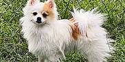 Milo joined the competition — help win amazing prizes! dog, fluffy, white, tan, grass, fence, outdoor, pet, canine, alert, standing, fur, tail, ears, nature, animal, portrait, green, cute, small