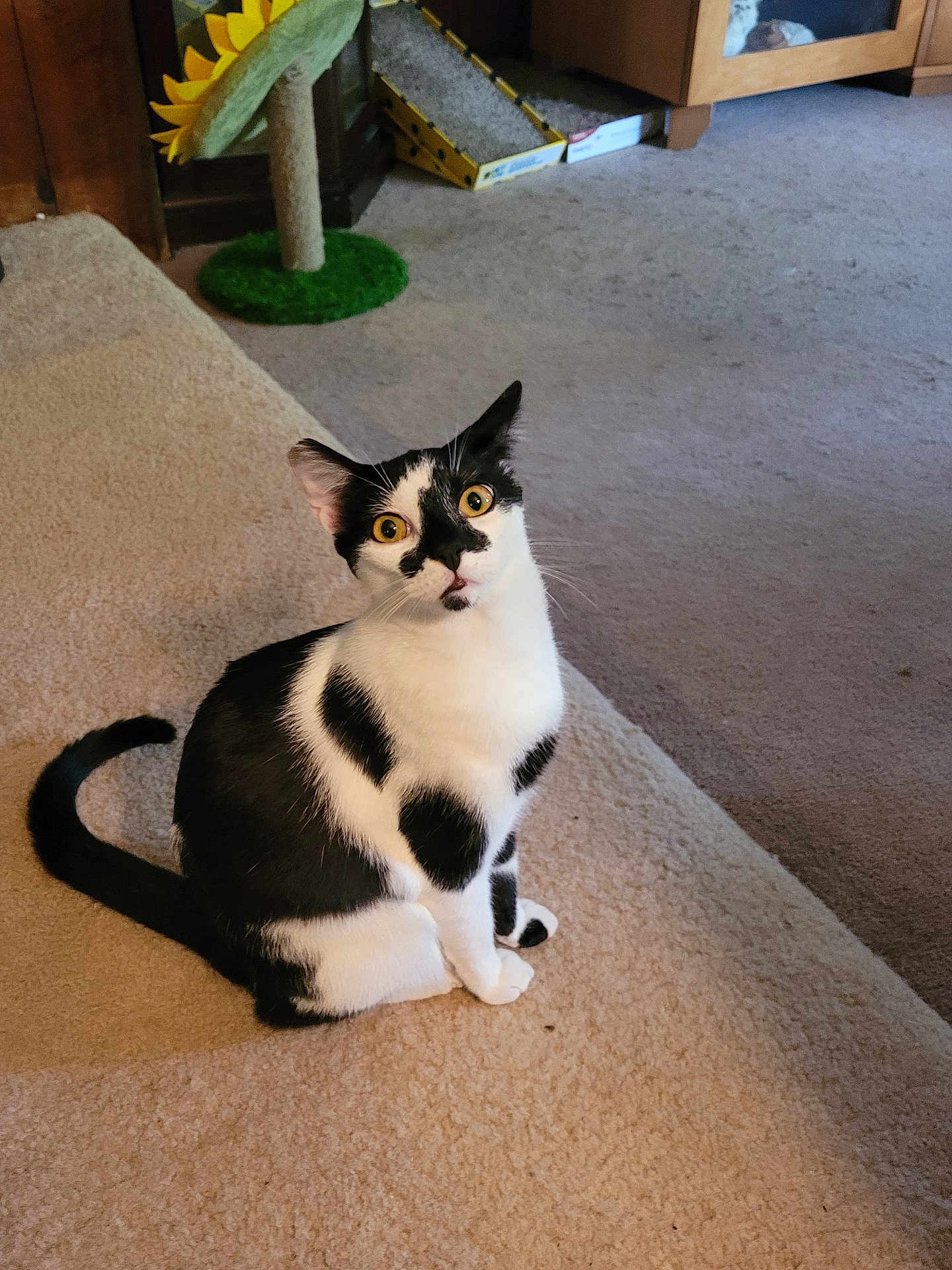 Tilly is registered to the contest to win money with this photo: cat, black_and_white, indoor, carpet, pet, animal, yellow_eyes, curious, sitting, fur, whiskers, ears, tail, cat_scratch_pad, cat_toy, feline, home, floor, playful, domestic_cat