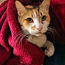 Misty is registered to the contest to win money with this photo: animal, blanket, calico_cat, cat, comfort, cozy, curious, cute, ears, face, feline, fur, indoor, paw, pet, red_blanket, relaxation, resting, soft, whiskers