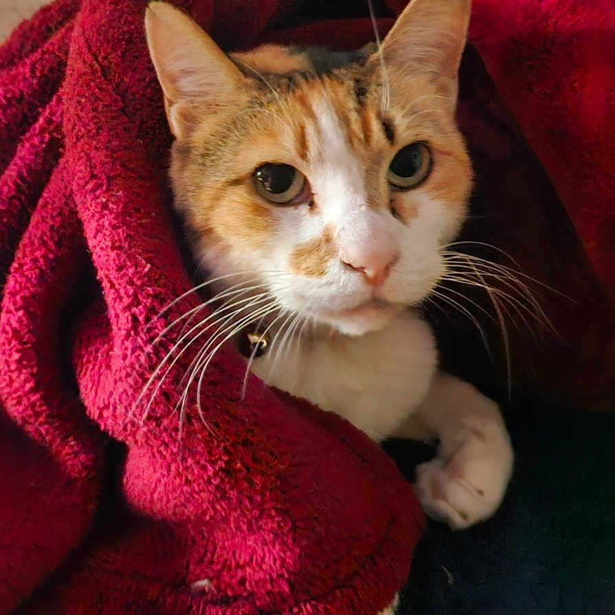 Misty is registered to the contest to win money with this photo: animal, blanket, calico_cat, cat, comfort, cozy, curious, cute, ears, face, feline, fur, indoor, paw, pet, red_blanket, relaxation, resting, soft, whiskers
