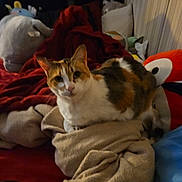 Misty is registered to the contest to win money with this photo: animal, bed, blanket, calico, cat, comfort, cozy, curious, cushion, cute, domestic, feline, fur, indoor, pet, plush_toy, relaxed, resting, soft, warm_lighting