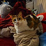 animal, bed, blanket, calico, cat, comfort, cozy, curious, cushion, cute, domestic, feline, fur, indoor, pet, plush_toy, relaxed, resting, soft, warm_lighting