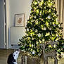 christmas_tree, cat, decorations, gifts, reindeer_decoration, lights, ornaments, indoor, floor, wall_art, radiator, curtains, black_and_white_cat, festive, holiday, sparkle, shiny, present, glitter, cozy