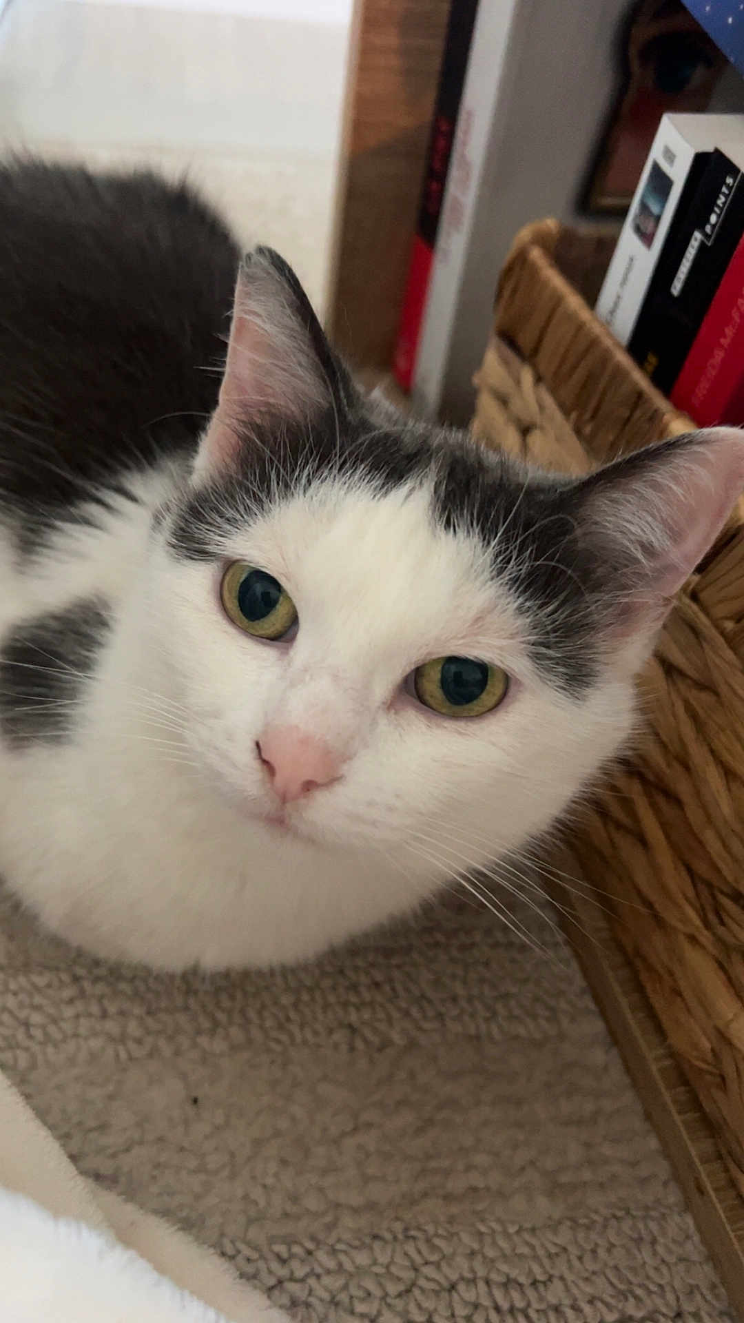 Mimine a rejoint le concours — aidez-le/la à gagner de superbes lots ! cat, animal, pet, feline, white, gray, green_eyes, close_up, carpet, indoor, basket, books, curious, face, whiskers, cute, domestic, fur, ears, nose
