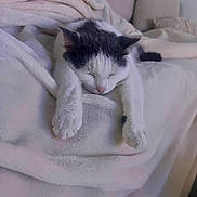 Mimine a rejoint le concours — aidez-le/la à gagner de superbes lots ! cat, sleeping, blanket, white, black, cozy, indoor, pet, fur, relaxed, comfort, nap, animal, soft, cute, resting, closeup, paws, feline, peaceful