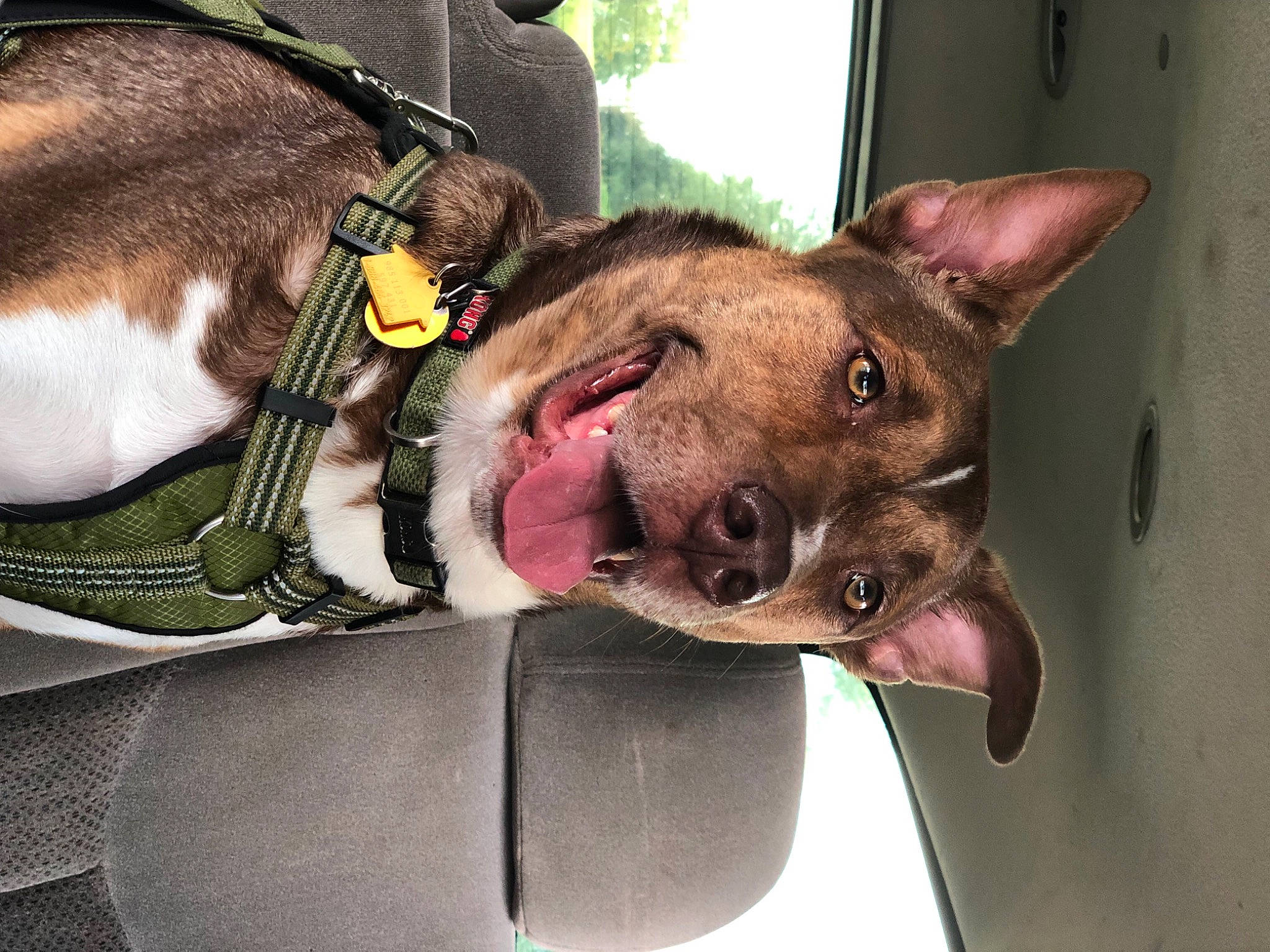 Hugo joined the competition — help win amazing prizes! boston_terrier, canidae, carnivore, collar, companion_dog, dog, dog_breed, ear, fawn, french_bulldog, mammal, non_sporting_group, pit_bull, puppy, snout, tongue