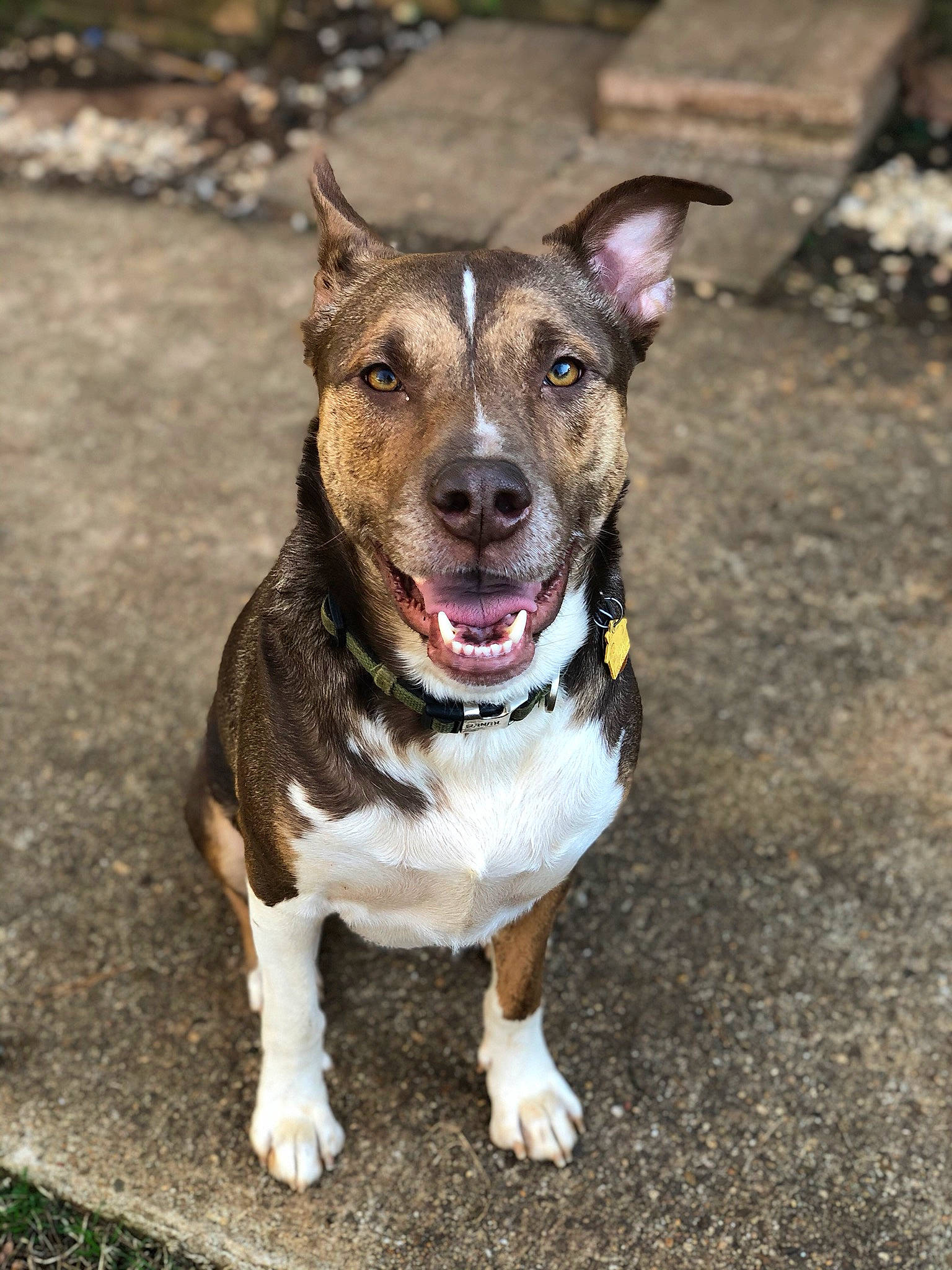 Hugo joined the competition — help win amazing prizes! american_pit_bull_terrier, american_staffordshire_terrier, bull_and_terrier, bull_terrier_miniature, canidae, carnivore, collar, companion_dog, dog, dog_breed, fawn, feist, mammal, non_sporting_group, pit_bull, rare_breed_dog, snout, sporting_group, terrier, vertebrate
