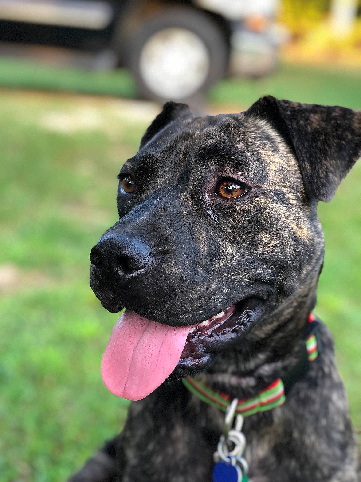 Lizzie is registered to the contest to win money with this photo: alaunt, american_staffordshire_terrier, bandog, canidae, carnivore, cimarron_uruguayo, dog, dog_breed, dog_collar, fawn, mammal, non_sporting_group, perro_de_presa_canario, plott_hound, rare_breed_dog, snout, sporting_group, treeing_tennessee_brindle, vertebrate, working_dog