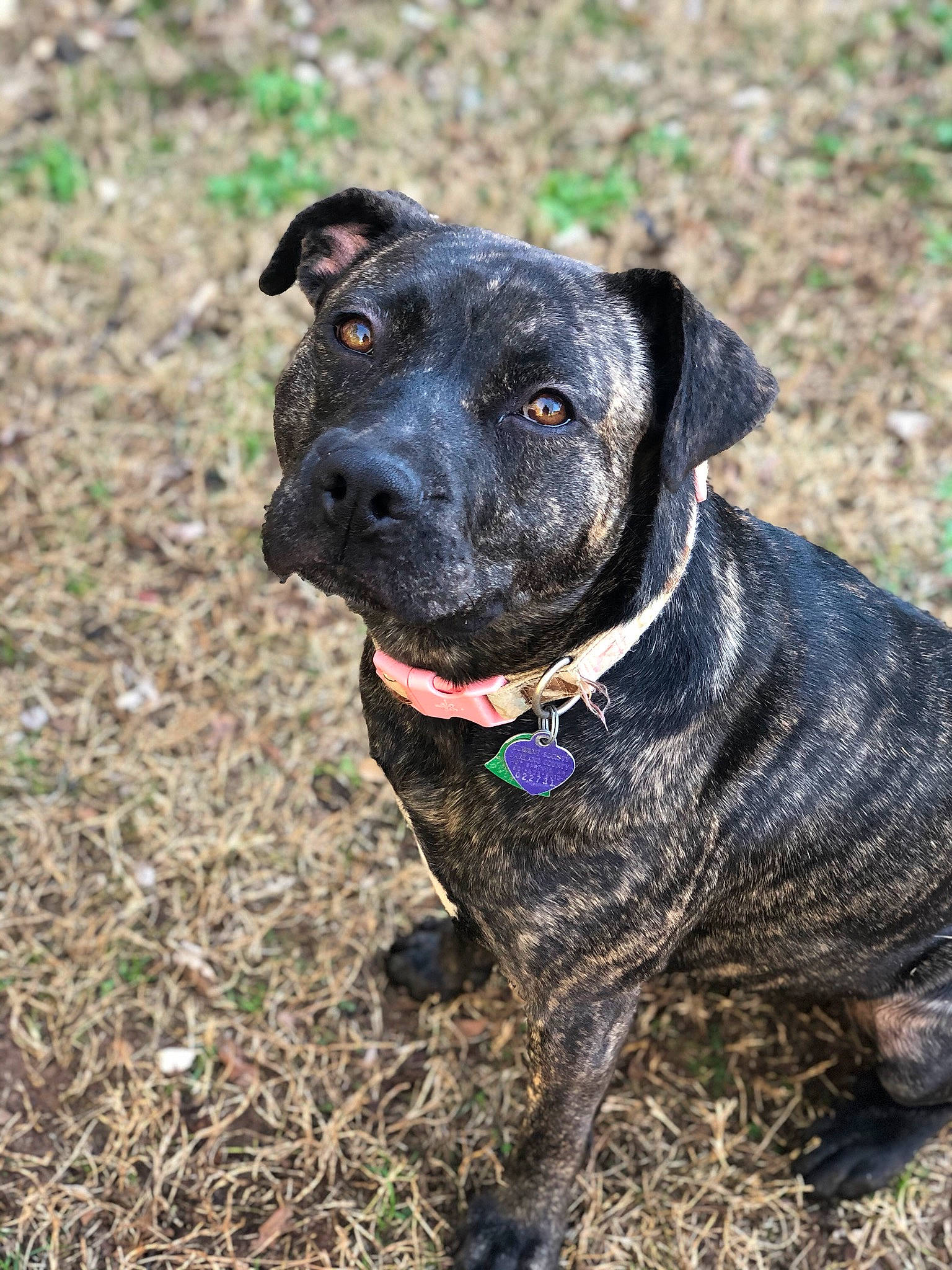 Lizzie is registered to the contest to win money with this photo: alaunt, american_pit_bull_terrier, canidae, carnivore, dog, dog_breed, dog_collar, mammal, mountain_cur, non_sporting_group, patterdale_terrier, plant, puppy, rare_breed_dog, snout, sporting_group, vertebrate, working_dog