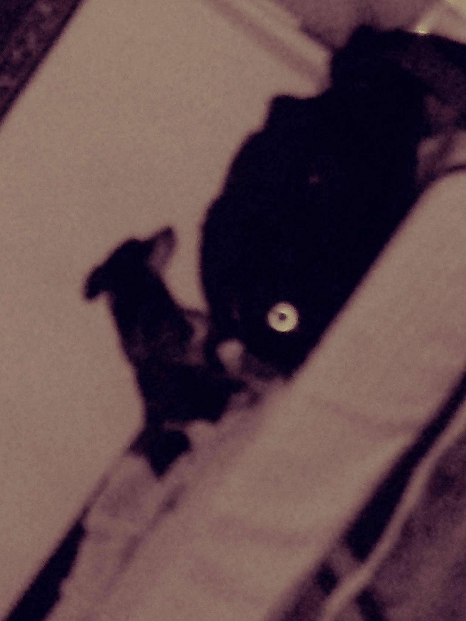 Fatboy joined the competition — help win amazing prizes! black, black_and_white, black_cat, canidae, carnivore, cat, ear, eye, felidae, kitten, shadow, small_to_medium_sized_cats, tail, tints_and_shades, whiskers