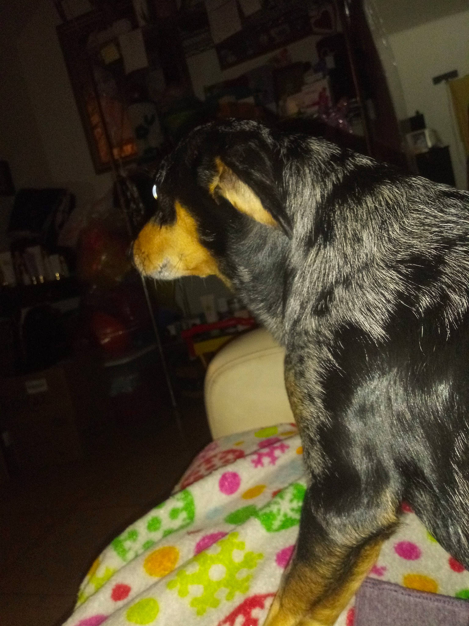 Fatboy joined the competition — help win amazing prizes! bluetick_coonhound, canidae, carnivore, dog, dog_breed, greater_swiss_mountain_dog, mammal, sporting_group, tail