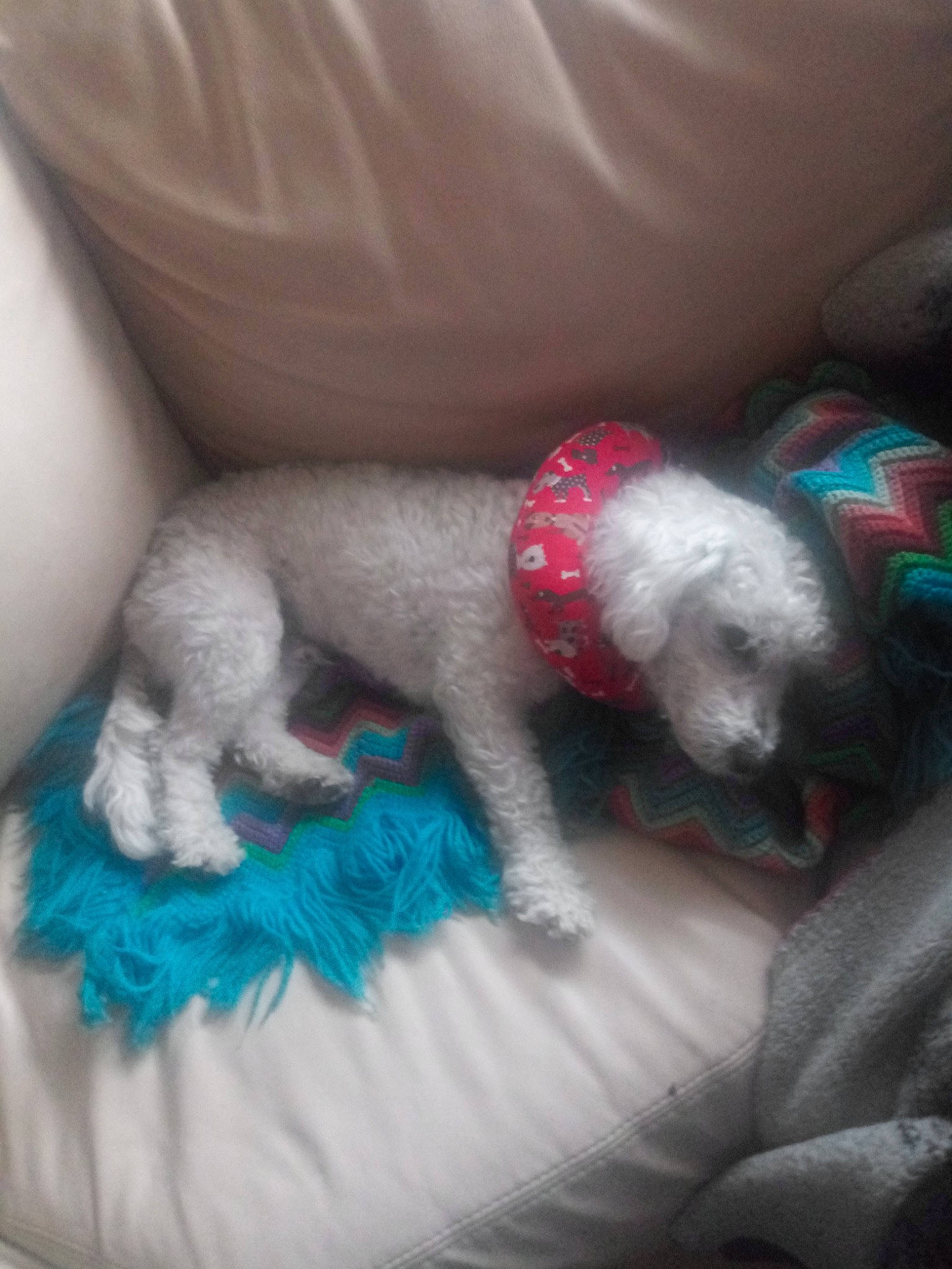 Whitey is registered to the contest to win money with this photo: bedlington_terrier, canidae, carnivore, dog, dog_breed, lagotto_romagnolo, maltese, miniature_poodle, non_sporting_group, poodle, puppy, standard_poodle, toy_dog, toy_poodle