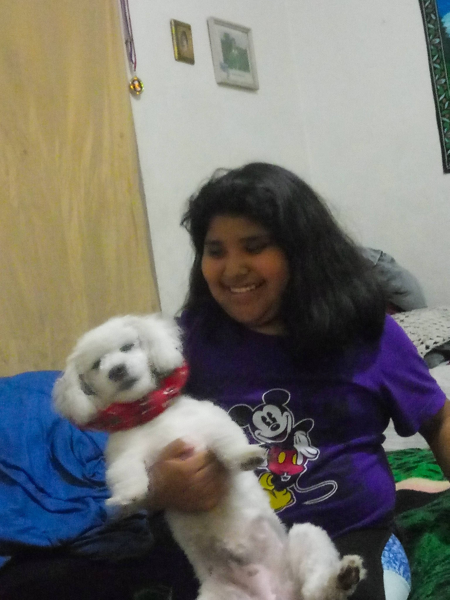 Whitey is registered to the contest to win money with this photo: bichon, bolognese, canidae, carnivore, cavachon, companion_dog, coton_de_tulear, dog, dog_breed, lhasa_apso, maltepoo, maltese, mammal, non_sporting_group, puppy_love, shih_tzu, sporting_group, toy_dog, vertebrate