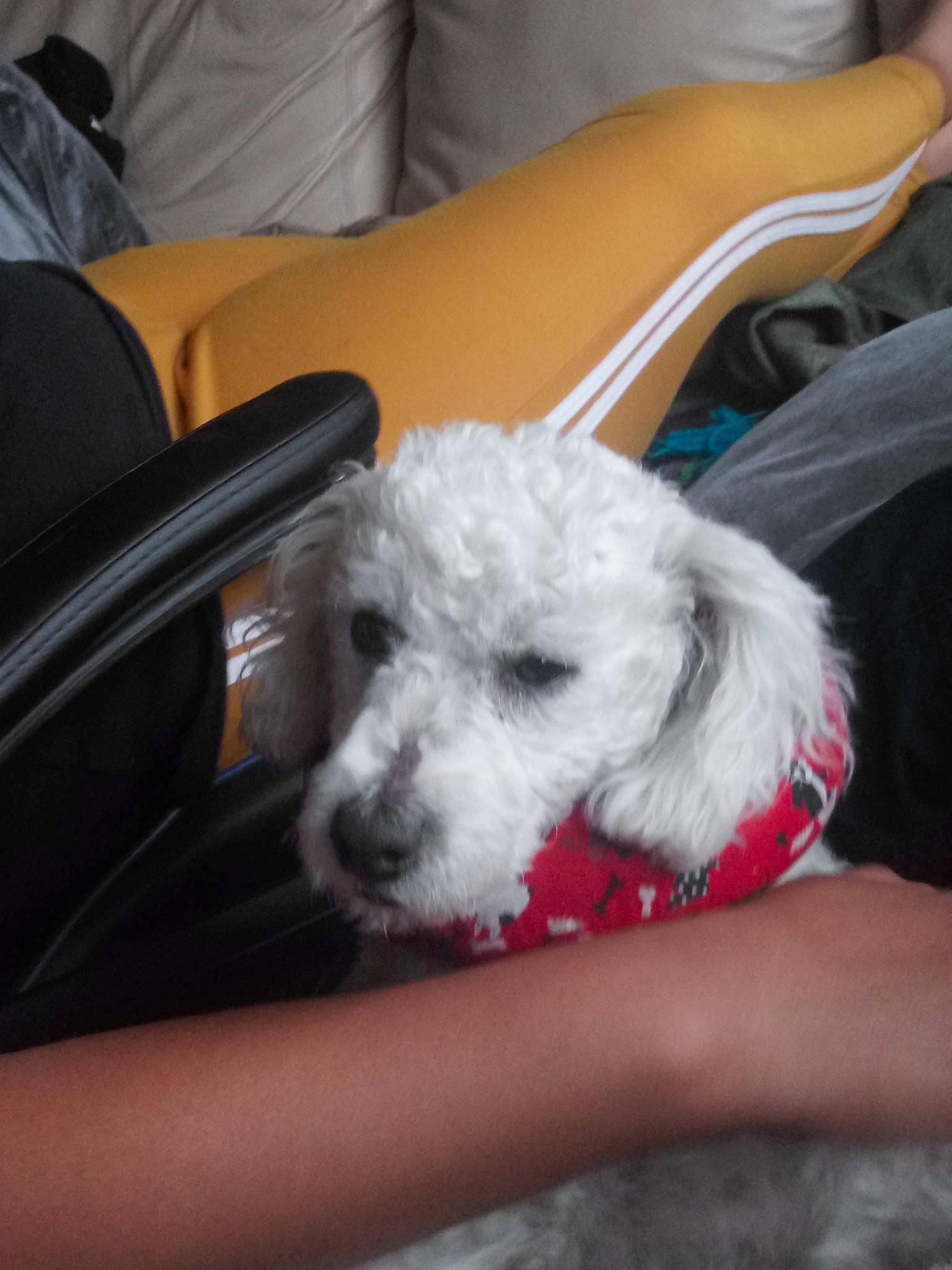 Whitey joined the competition — help win amazing prizes! bichon, bolognese, bolonka, canidae, carnivore, companion_dog, dog, dog_breed, maltepoo, maltese, mammal, miniature_poodle, non_sporting_group, poodle, puppy, puppy_love, rare_breed_dog, schnoodle, toy_dog, toy_poodle