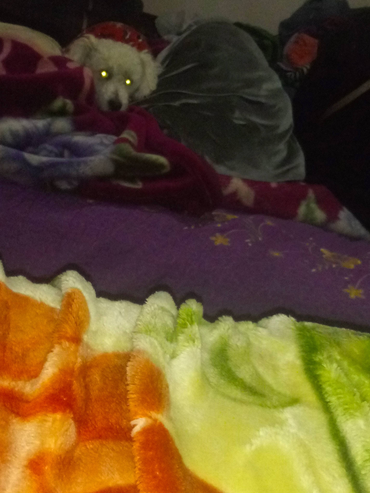 Whitey is registered to the contest to win money with this photo: cat, cuisine, food, tail, vegetable