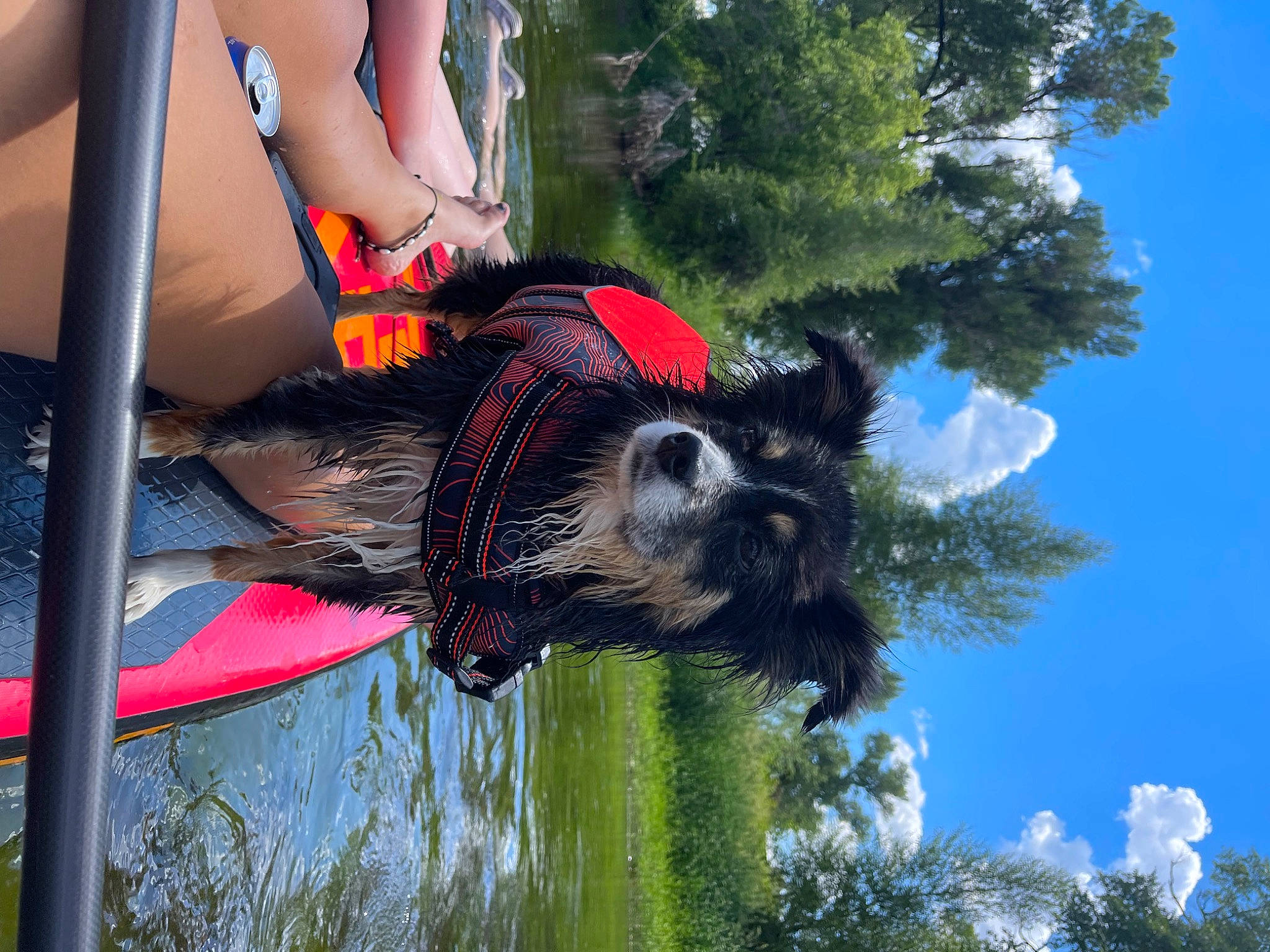 June is registered to the contest to win money with this photo: arecales, canidae, chair, cloud, dog, dog_breed, fun, fur, grass, human_leg, leisure, palm_tree, plant, pole, reflection, sky, sporting_group, tail, thigh, tree