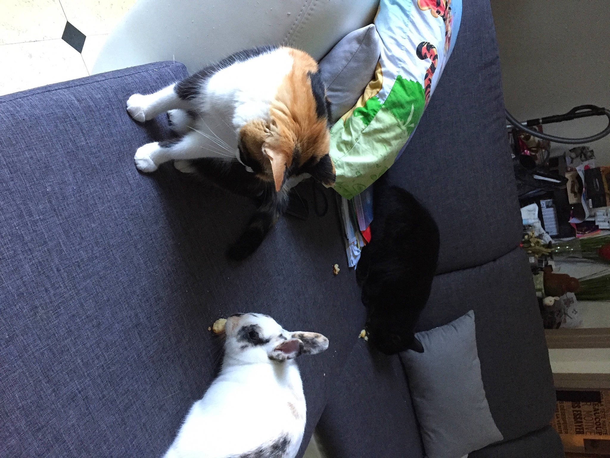 Maya participe au concours pour gagner de l'argent avec cette photo : canidae, carnivore, cat, collar, comfort, companion_dog, dog, dog_breed, fawn, felidae, flooring, fur, mammal, seabird, small_to_medium_sized_cats, sporting_group, tail, vertebrate, whiskers, working_animal