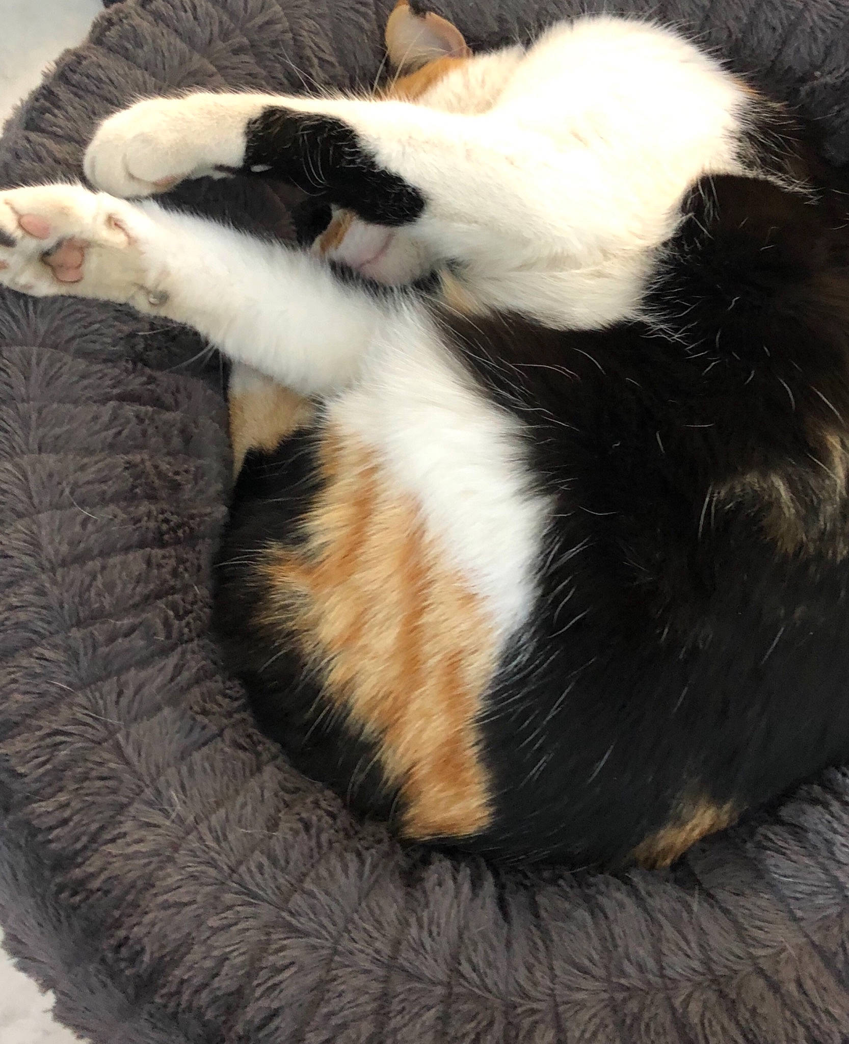 Maya a rejoint le concours — aidez-le/la à gagner de superbes lots ! carnivore, cat, cat_bed, cat_supply, claw, comfort, domestic_short_haired_cat, fawn, felidae, foot, fur, nap, paw, small_to_medium_sized_cats, snout, tail, terrestrial_animal, whiskers, wood