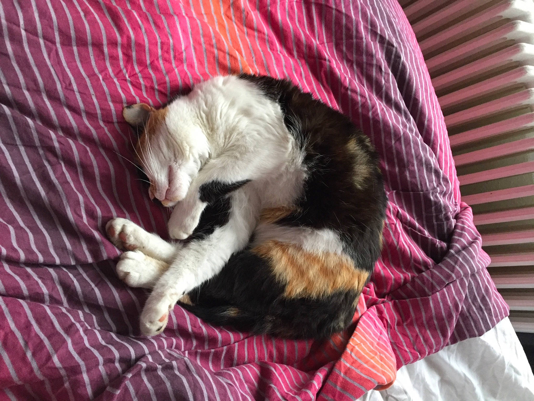 Maya participe au concours pour gagner de l'argent avec cette photo : carnivore, cat, cat_supply, comfort, companion_dog, dog_breed, domestic_short_haired_cat, fawn, felidae, fur, linens, magenta, nap, pattern, paw, pink, small_to_medium_sized_cats, tail, textile, whiskers