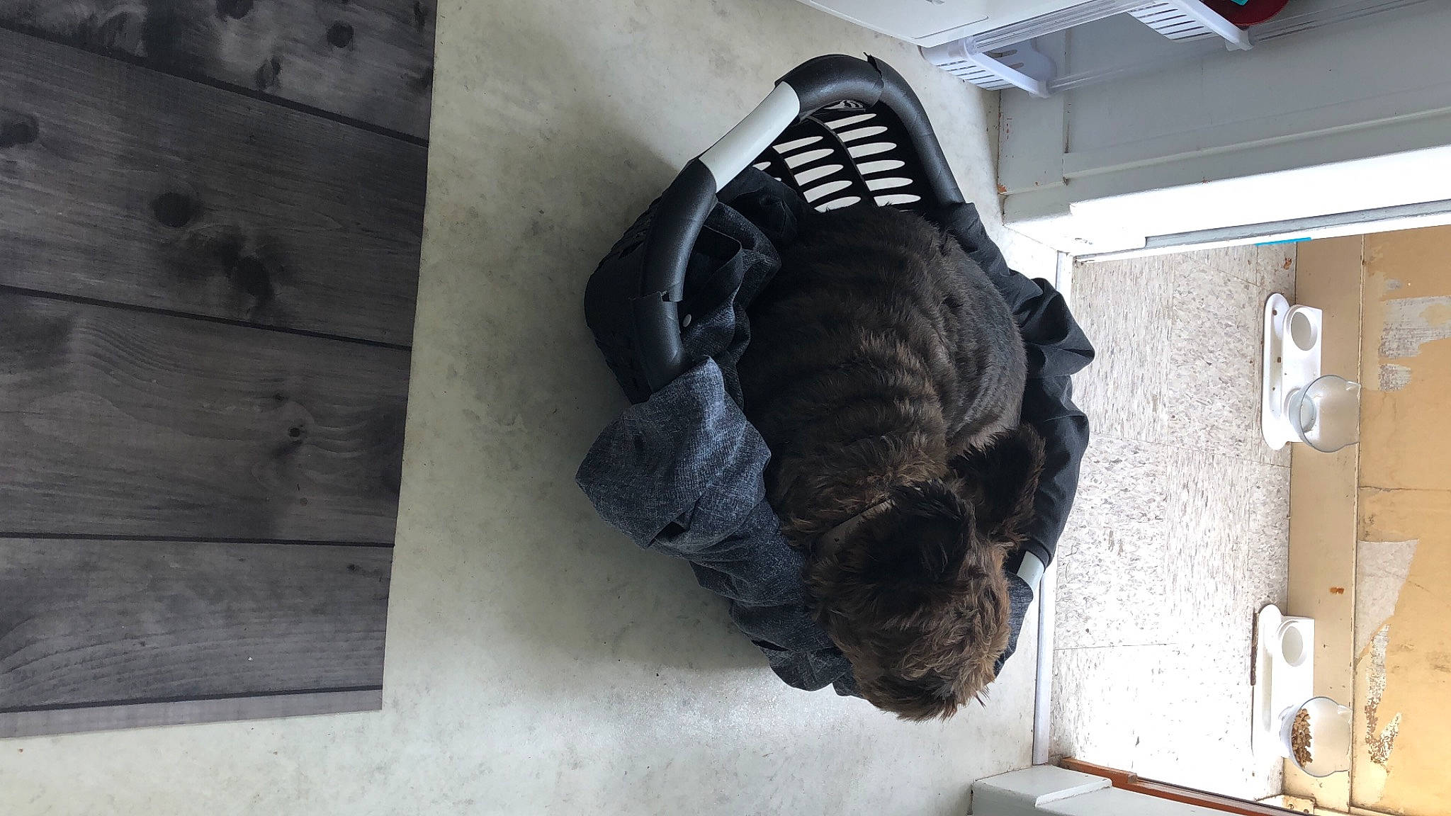 Guizmo a rejoint le concours — aidez-le/la à gagner de superbes lots ! art, auto_part, automotive_tire, building, carmine, flooring, font, fur, hardwood, jaw, personal_protective_equipment, plaster, room, sculpture, snout, sporting_group, statue, visual_arts, window, wood