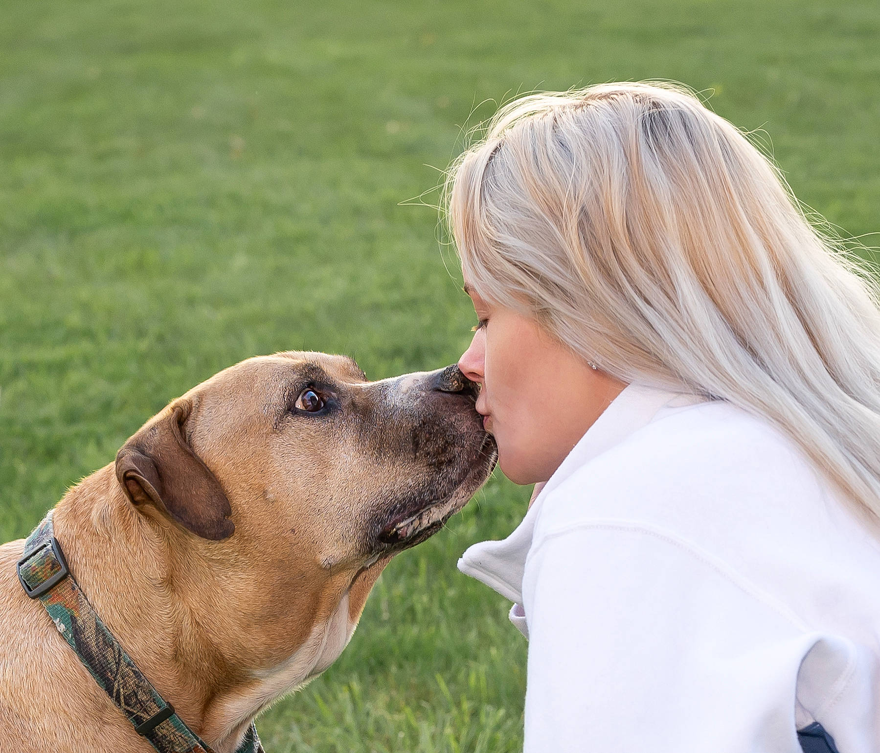 Hoss is registered to the contest to win money with this photo: canidae, carnivore, collar, companion_dog, dog, dog_breed, dog_collar, fawn, gesture, grass, guard_dog, happy, kiss, leash, people_in_nature, snout, sporting_group, whiskers, working_animal, working_dog