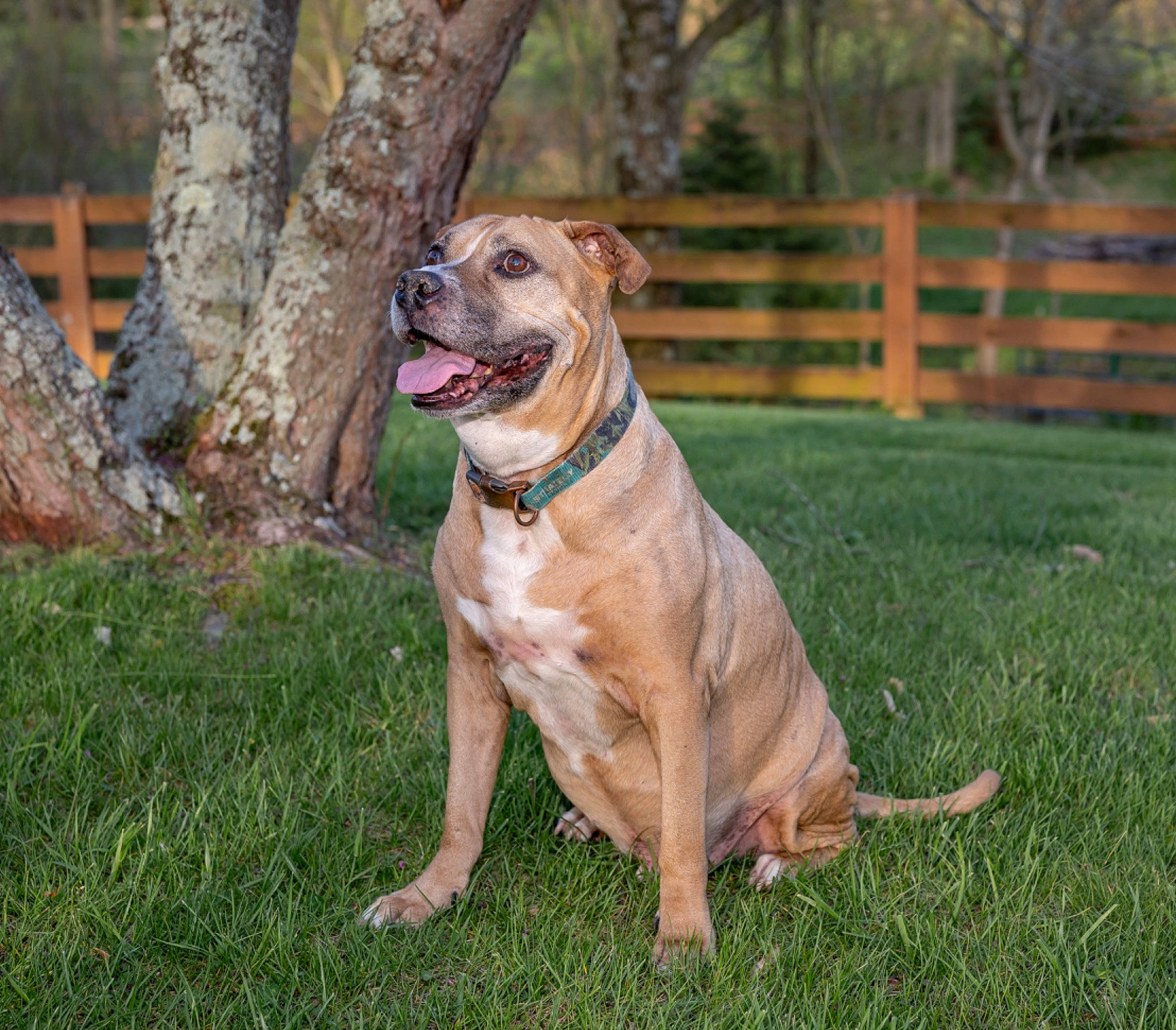 Hoss joined the competition — help win amazing prizes! carnivore, collar, companion_dog, dog, dog_breed, dog_collar, dog_supply, fawn, fence, grass, guard_dog, leash, liver, pet_supply, plant, tail, terrestrial_animal, tree, whiskers, working_animal