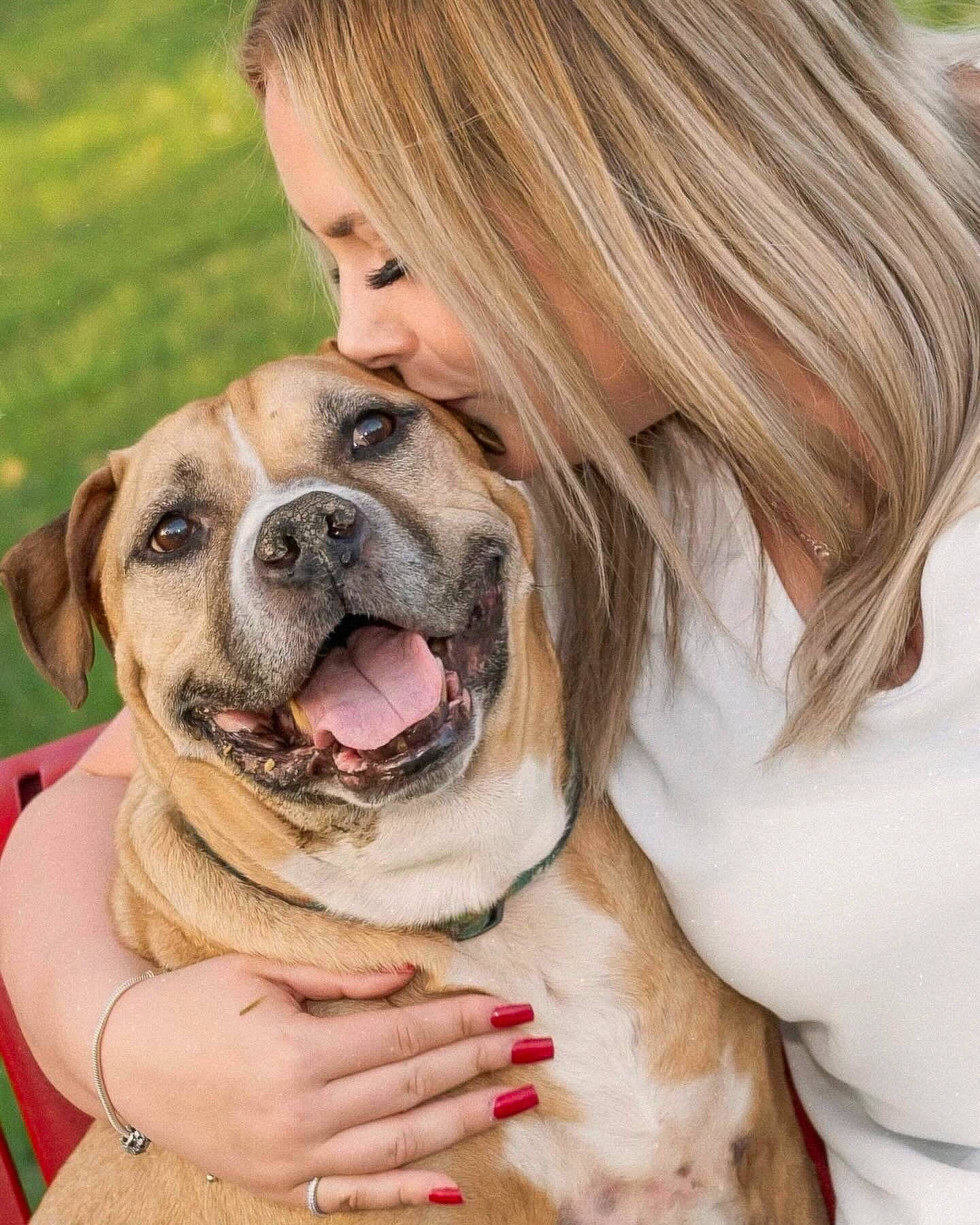 Hoss is registered to the contest to win money with this photo: canidae, carnivore, collar, companion_dog, dog, dog_breed, dog_collar, fawn, fur, grass, guard_dog, happy, hug, leash, smile, snout, sporting_group, sunglasses, working_dog, wrinkle