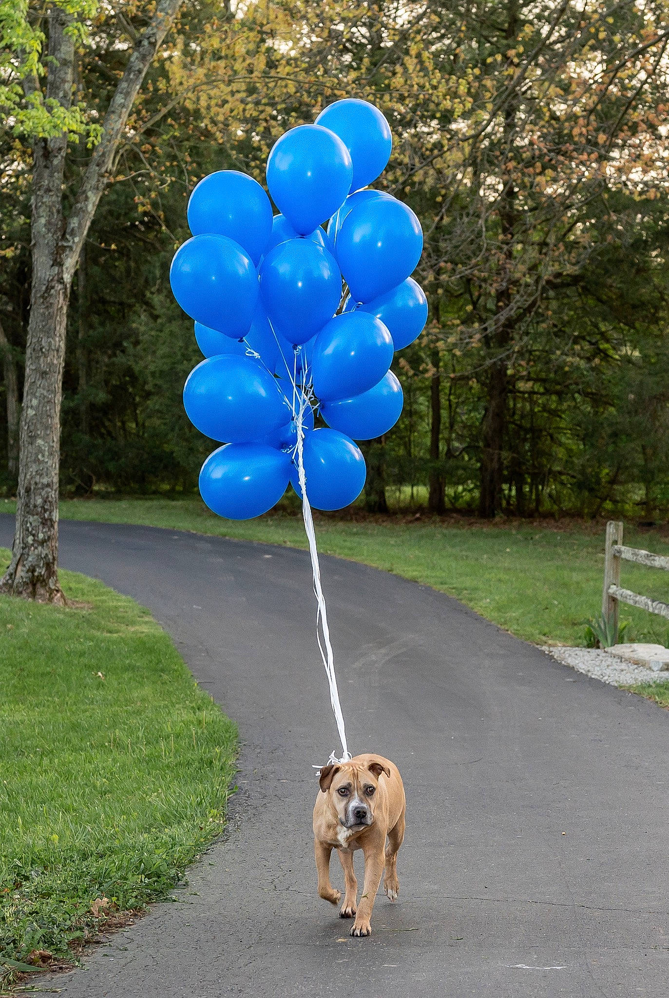 Hoss joined the competition — help win amazing prizes! asphalt, balloon, carnivore, collar, companion_dog, dog, dog_breed, electric_blue, fawn, grass, leash, leisure, party_supply, pet_supply, plant, public_space, road_surface, sidewalk, tail, tree