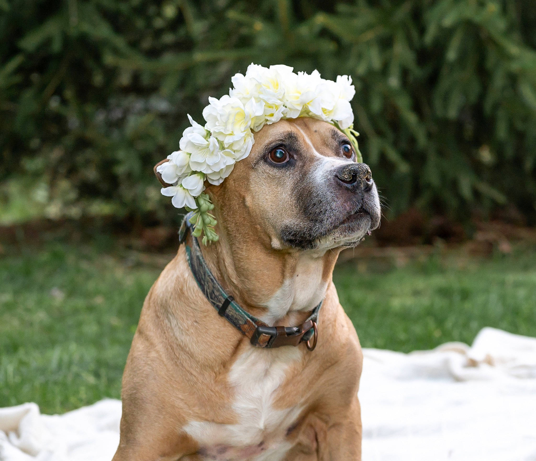 Hoss joined the competition — help win amazing prizes! canidae, carnivore, collar, companion_dog, dog, dog_breed, dog_collar, dog_supply, fawn, fur, grass, leash, pet_supply, plant, snout, sporting_group, sunglasses, tree, whiskers, working_animal